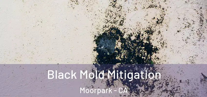  Black Mold Mitigation Moorpark - CA