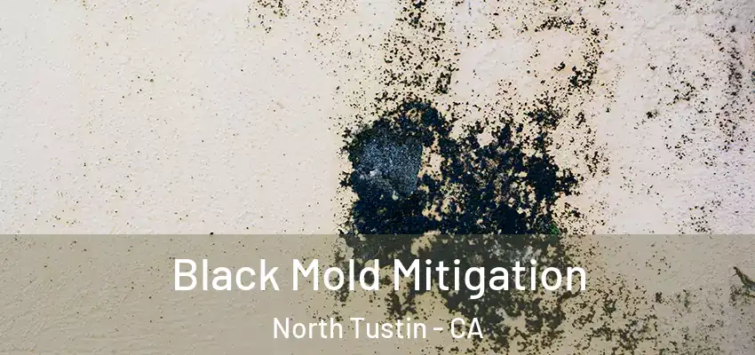  Black Mold Mitigation North Tustin - CA