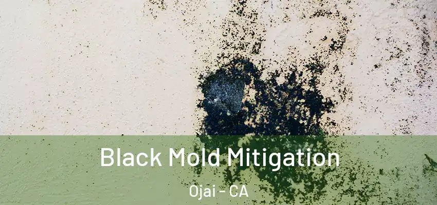  Black Mold Mitigation Ojai - CA