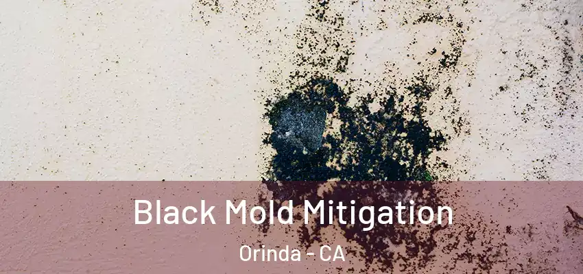  Black Mold Mitigation Orinda - CA