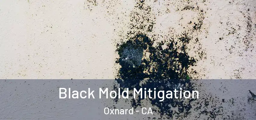  Black Mold Mitigation Oxnard - CA