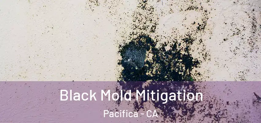  Black Mold Mitigation Pacifica - CA