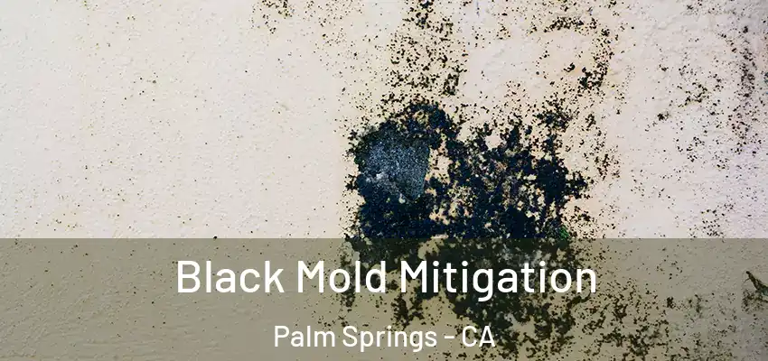  Black Mold Mitigation Palm Springs - CA