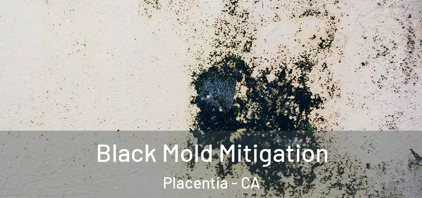  Black Mold Mitigation Placentia - CA