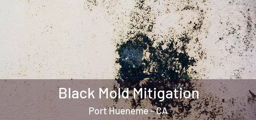  Black Mold Mitigation Port Hueneme - CA