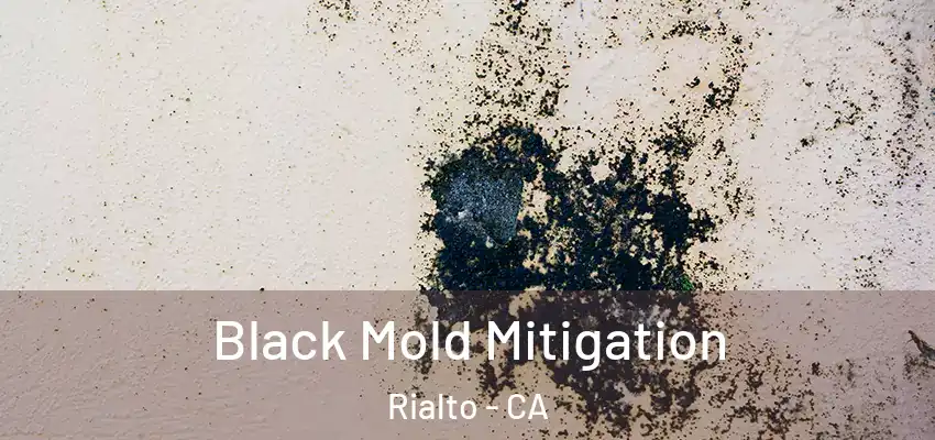  Black Mold Mitigation Rialto - CA