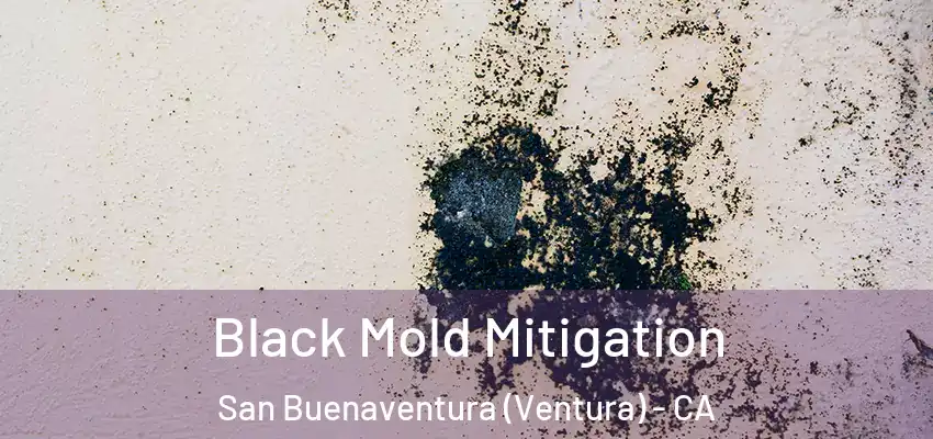  Black Mold Mitigation San Buenaventura (Ventura) - CA