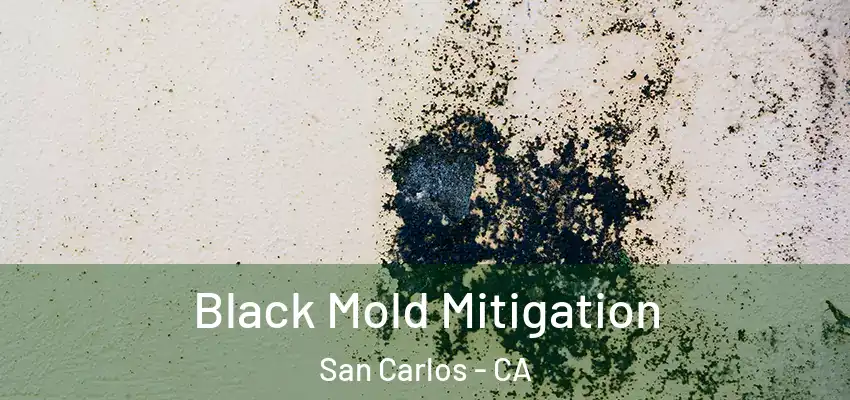  Black Mold Mitigation San Carlos - CA
