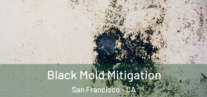  Black Mold Mitigation San Francisco - CA