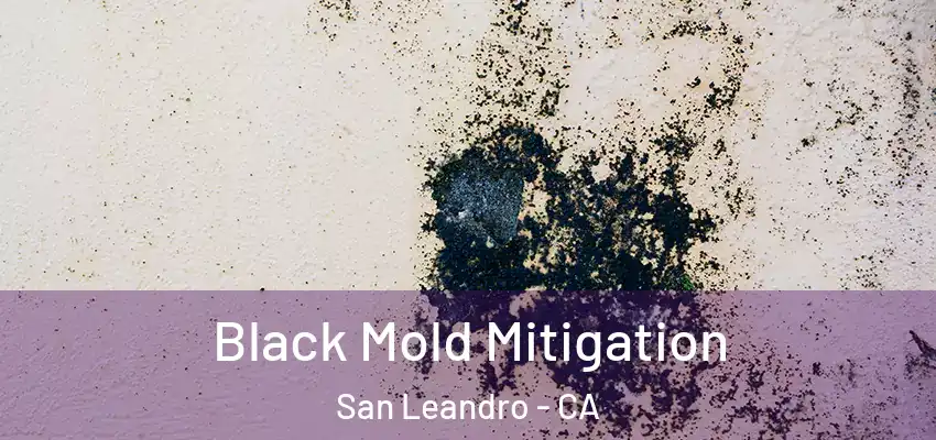  Black Mold Mitigation San Leandro - CA