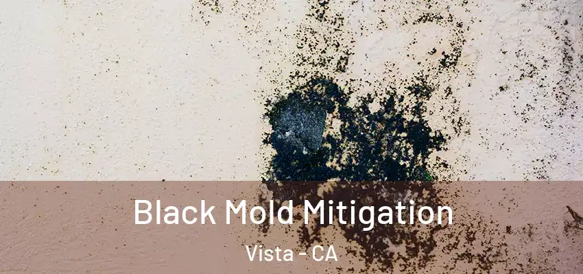  Black Mold Mitigation Vista - CA
