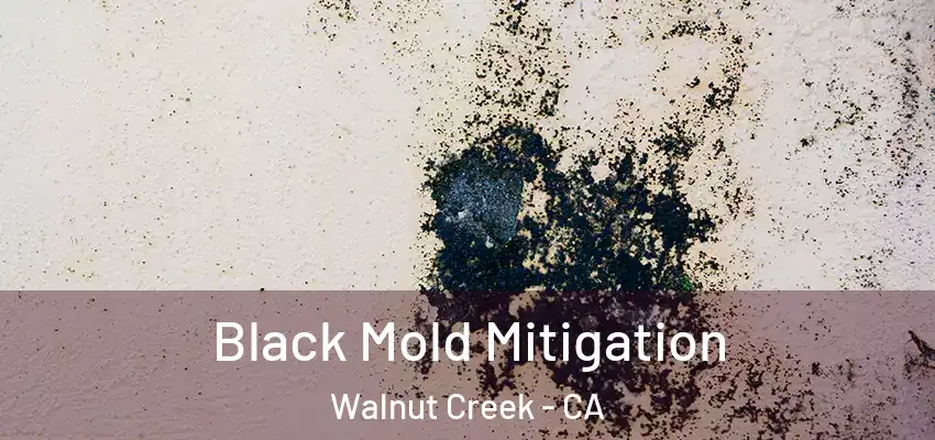 Black Mold Mitigation Walnut Creek - CA
