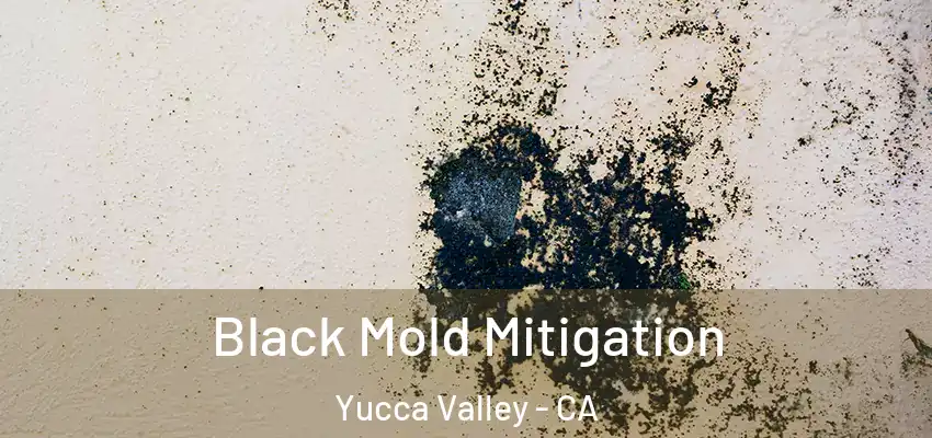 Black Mold Mitigation Yucca Valley - CA