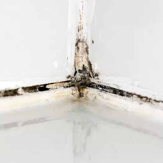 Trusted Black Mold in Shower Experts in Hesperia, CA