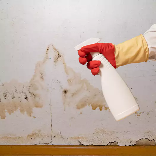 Trusted Black Mold Mitigation Specialists in Cathedral City, CA