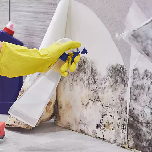 Reliable Mold Abatement Specialists in Cathedral City, CA