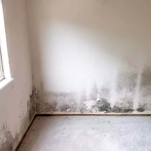 Trusted Mold Cleanup Specialists in Cathedral City, CA