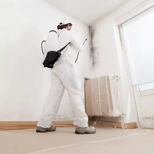 Trusted Mold Damage Experts in Cathedral City, CA