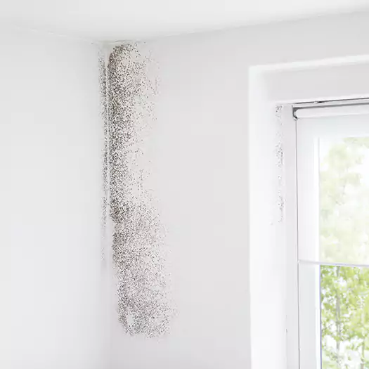 Trusted Mold Eradication Professionals Serving in Cathedral City, CA