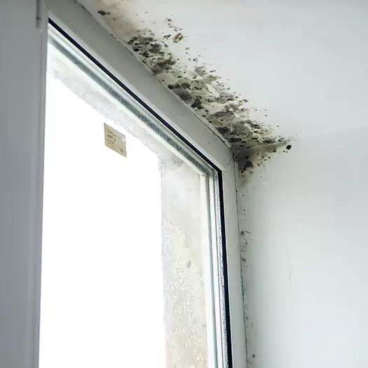 Experienced Mold Mitigation Specialists in Hesperia, CA
