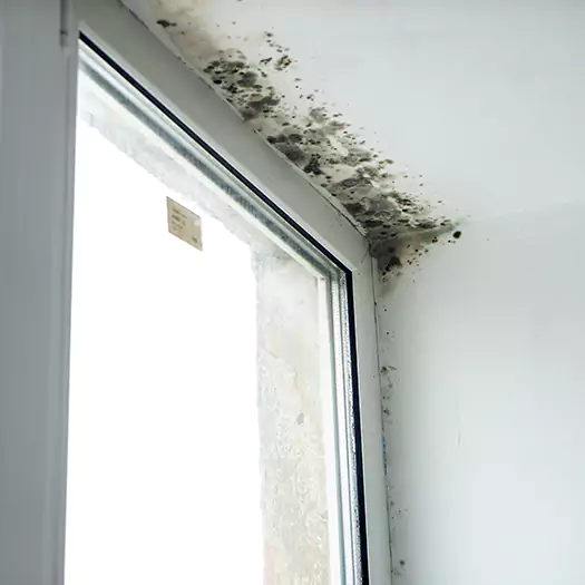 Trusted Mold on Bathroom Ceiling Experts in Cathedral City, CA