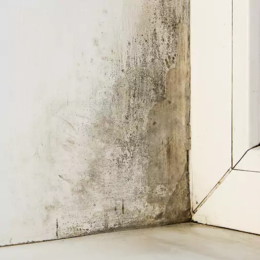 Skilled Mold on Drywall Experts in Hesperia, CA