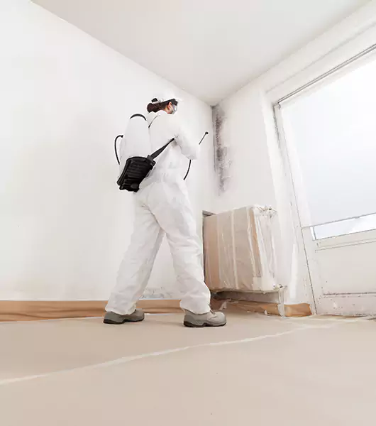 Specialists in All Areas of Mold Remediation and Water Damage Restoration in Hesperia, CA
