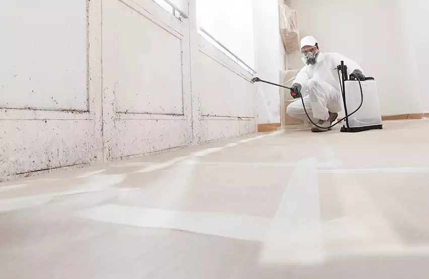 Professional Mold Remediation & Restoration Experts in Hesperia, CA