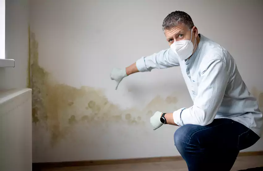 Mold Removal in Hesperia, CA