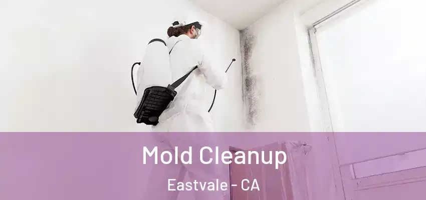  Mold Cleanup Eastvale - CA
