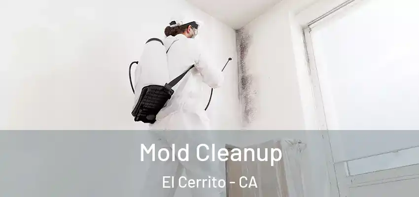  Mold Cleanup El Cerrito - CA
