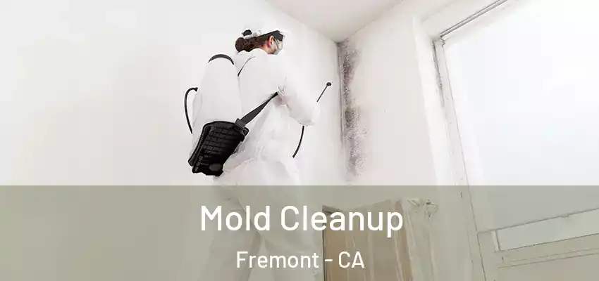  Mold Cleanup Fremont - CA