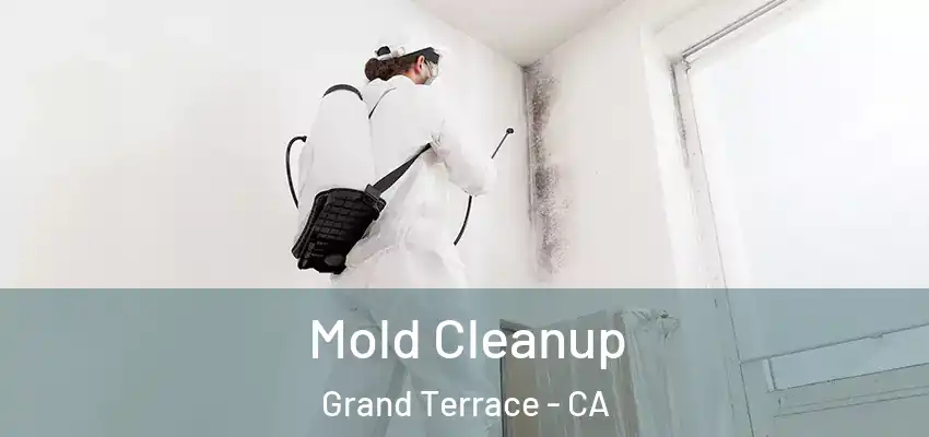  Mold Cleanup Grand Terrace - CA