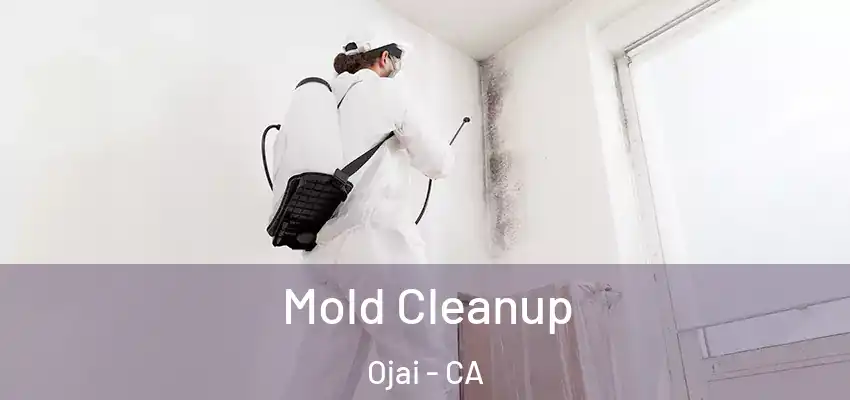  Mold Cleanup Ojai - CA