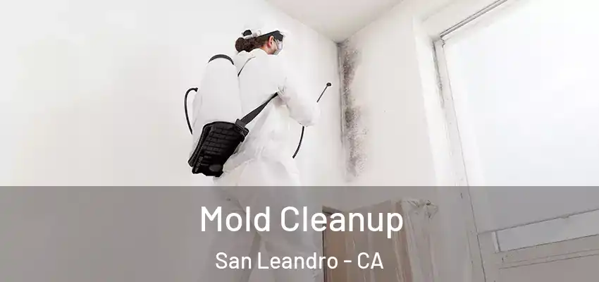  Mold Cleanup San Leandro - CA