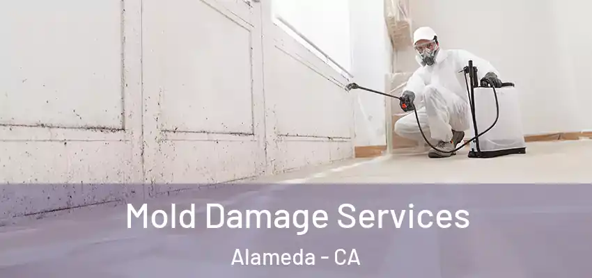  Mold Damage Services Alameda - CA