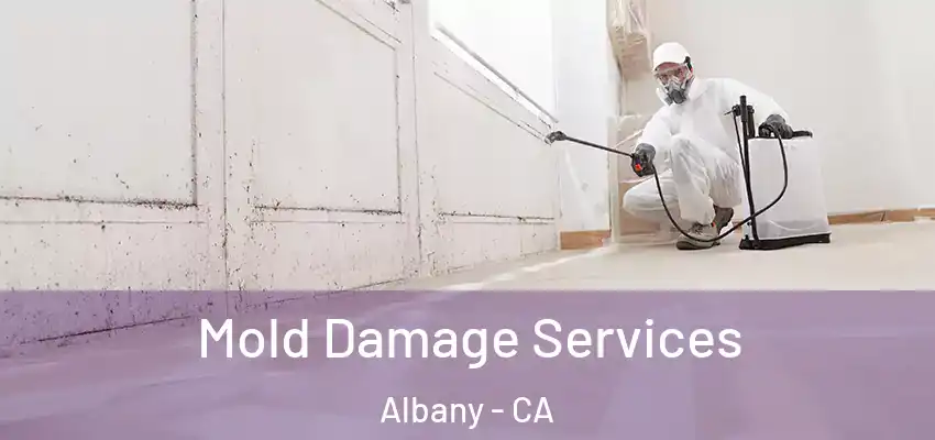  Mold Damage Services Albany - CA