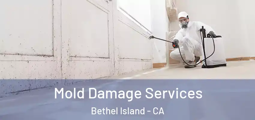  Mold Damage Services Bethel Island - CA