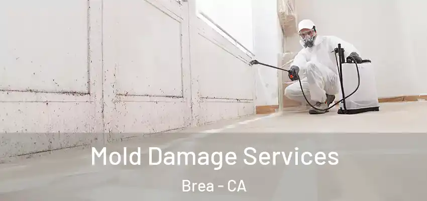  Mold Damage Services Brea - CA