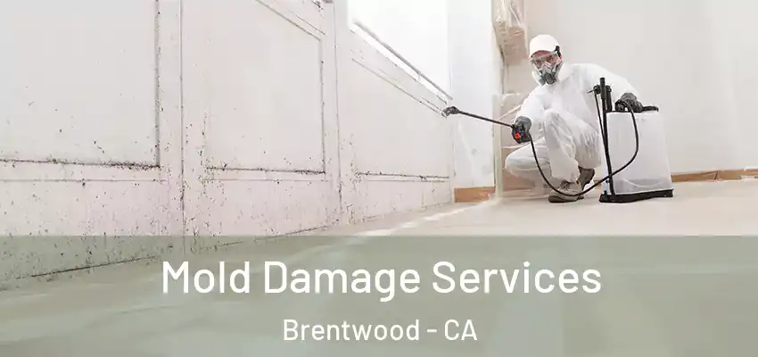  Mold Damage Services Brentwood - CA