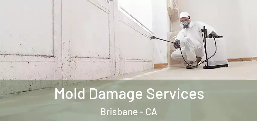  Mold Damage Services Brisbane - CA