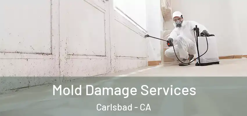  Mold Damage Services Carlsbad - CA