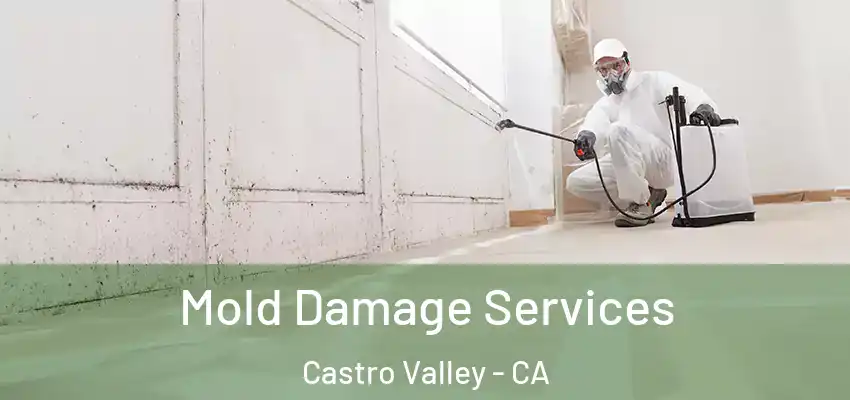  Mold Damage Services Castro Valley - CA