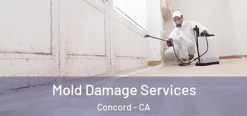  Mold Damage Services Concord - CA