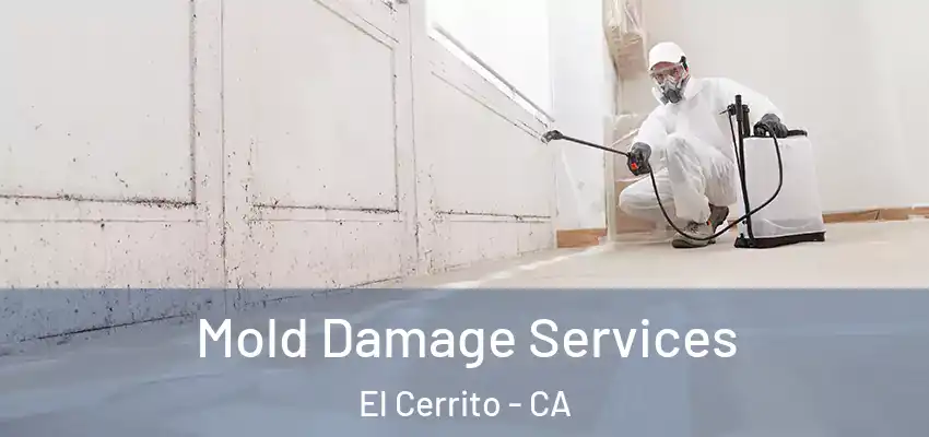  Mold Damage Services El Cerrito - CA