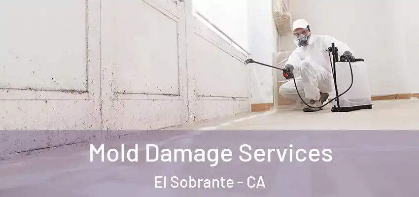  Mold Damage Services El Sobrante - CA