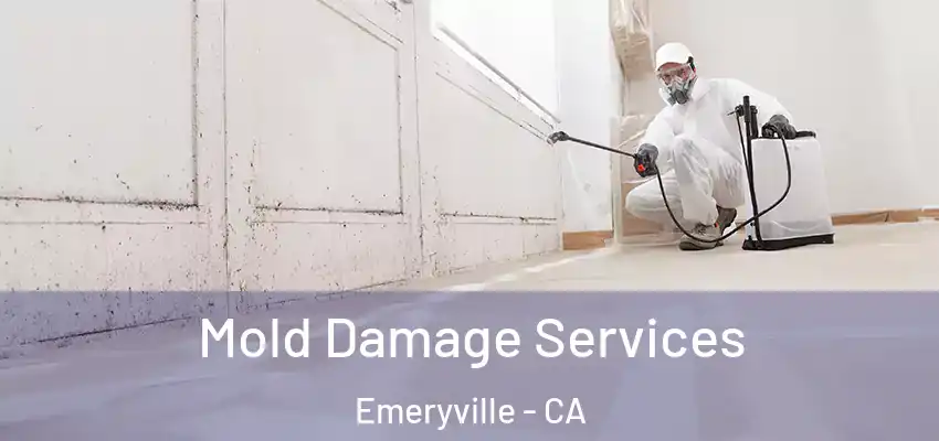  Mold Damage Services Emeryville - CA