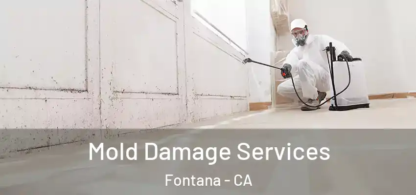  Mold Damage Services Fontana - CA