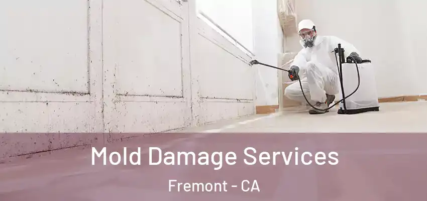  Mold Damage Services Fremont - CA