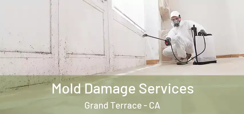  Mold Damage Services Grand Terrace - CA